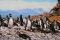 541001 Magellanic Penguins A4 Photo Print