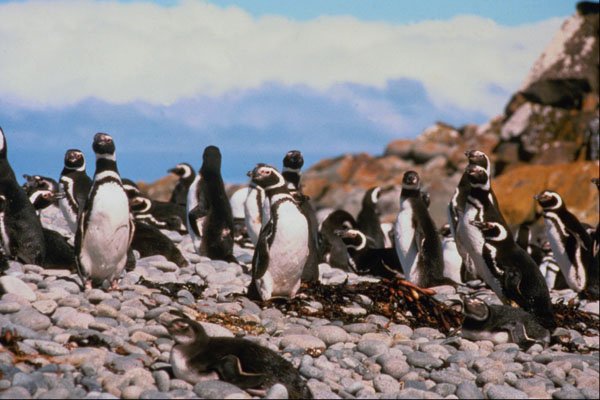 541001 Magellanic Penguins A4 Photo Print