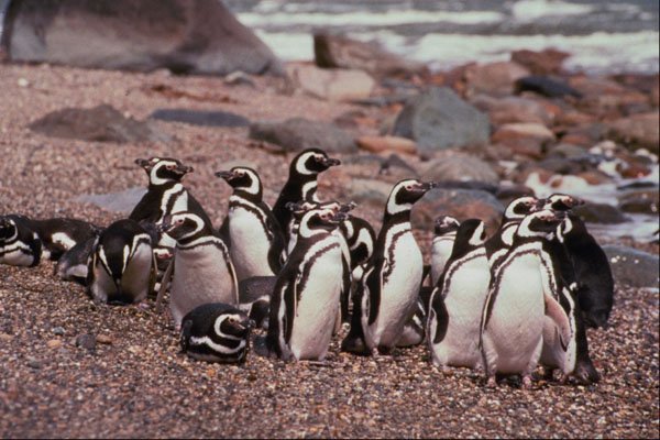 541002 Magellanic Penguins A4 Photo Print