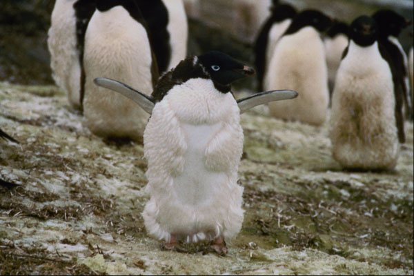 541003 Adelie Penguin Molting A4 Photo Print