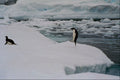 541004 Adelie Penguin Leapout A4 Photo Print