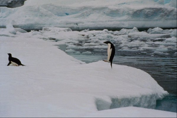 541004 Adelie Penguin Leapout A4 Photo Print