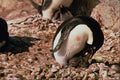 541005 Adelie Penguin Feeding Chick A4 Photo Print