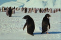541006 Adelie And Emperor Penguin A4 Photo Print