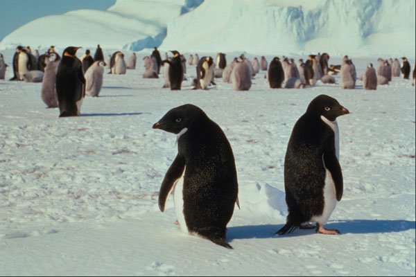 541006 Adelie And Emperor Penguin A4 Photo Print
