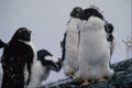 541007 Adelie Penguins A4 Photo Print