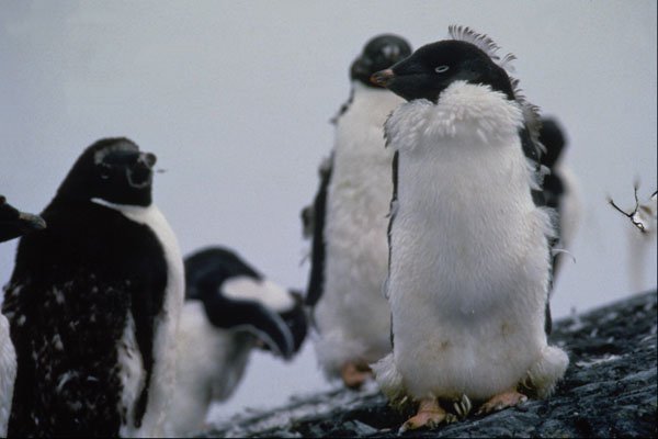 541007 Adelie Penguins A4 Photo Print