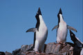 541008 Adelie Penguins A4 Photo Print