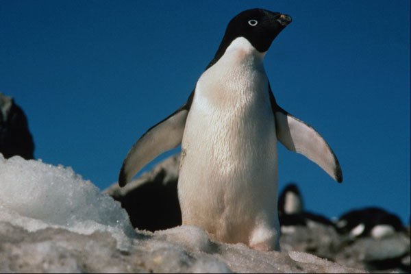 541009 Adelie Penguin A4 Photo Print