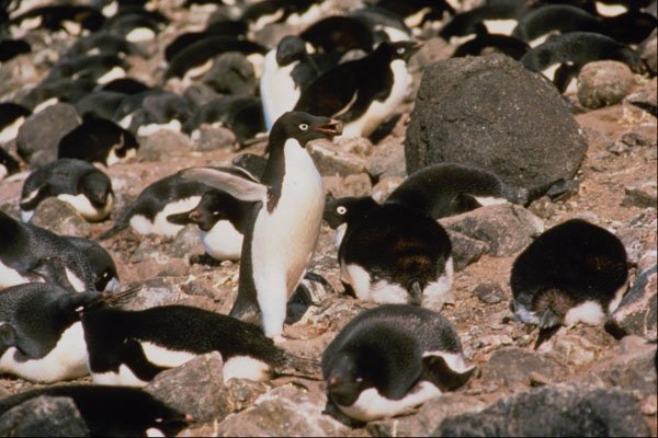 541010 Adelie Penguins A4 Photo Print