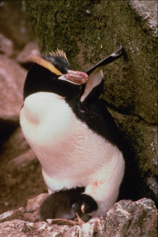 541011 Erect Crested Penguin A4 Photo Print