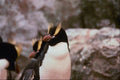 541012 Erect Crested Penguin A4 Photo Print