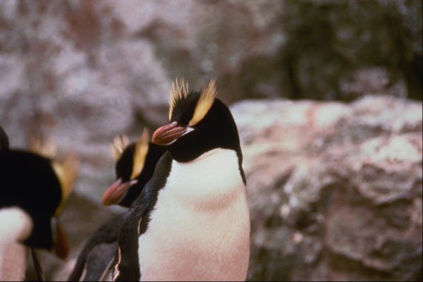 541012 Erect Crested Penguin A4 Photo Print