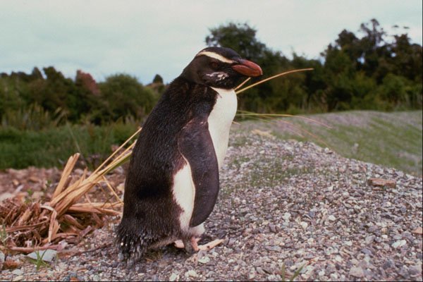 541013 Fiordland Crested Penguin, Rare A4 Photo Print