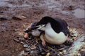 541014 Chinstrap Penguin A4 Photo Print