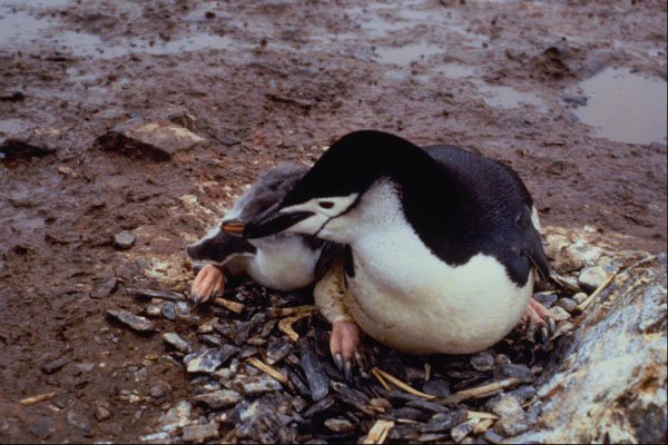 541014 Chinstrap Penguin A4 Photo Print