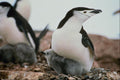 541015 Chinstrap Penguin A4 Photo Print
