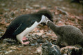 541016 Chinstrap Penguin A4 Photo Print