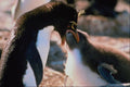 541017 Rock Hopper Penguin A4 Photo Print