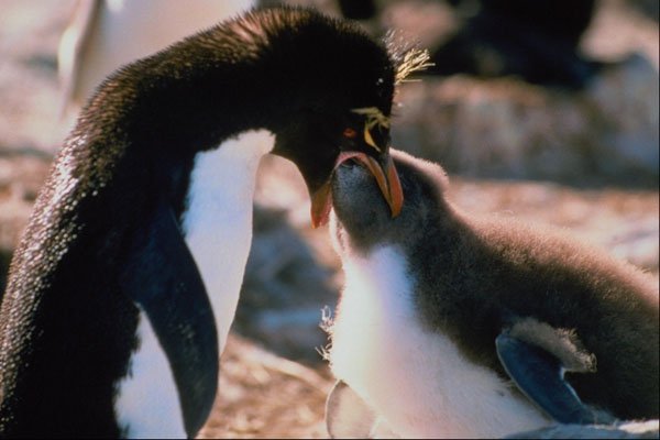 541017 Rock Hopper Penguin A4 Photo Print