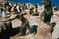 541018 Rock Hopper Penguin A4 Photo Print
