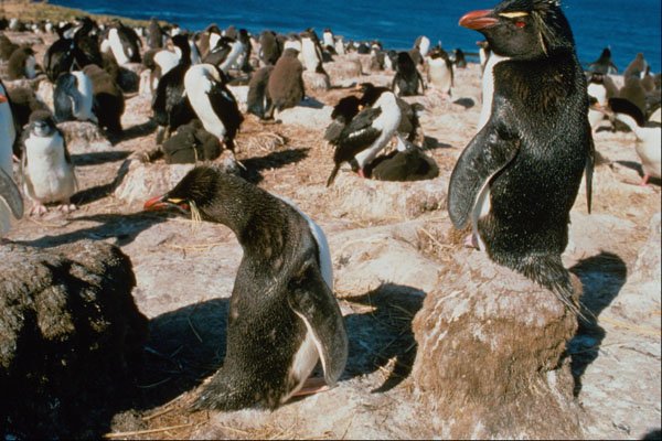 541018 Rock Hopper Penguin A4 Photo Print