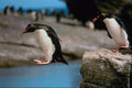 541019 Rock Hopper Penguin A4 Photo Print