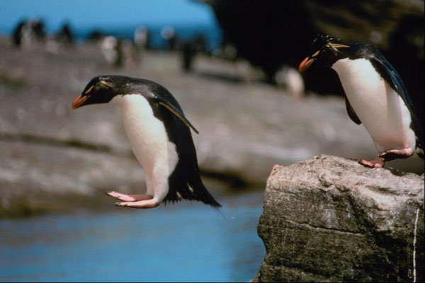 541019 Rock Hopper Penguin A4 Photo Print