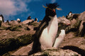 541020 Rock Hopper Penguin A4 Photo Print