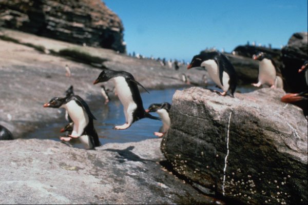 541021 Rock Hopper Penguin A4 Photo Print