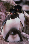541022 Rock Hopper Penguin A4 Photo Print