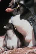 541023 Rock Hopper Penguin A4 Photo Print