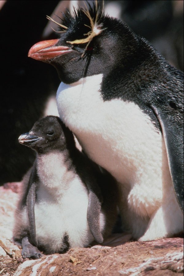 541023 Rock Hopper Penguin A4 Photo Print
