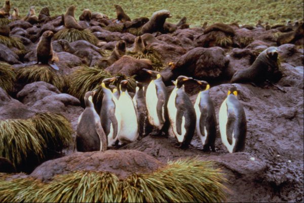 541024 King Penguin And Seals A4 Photo Print