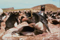 541025 Rock Hopper Chicks A4 Photo Print