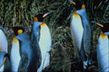 541026 King Penguin A4 Photo Print