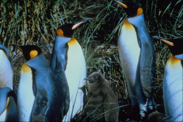 541026 King Penguin A4 Photo Print