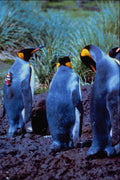 541027 King Penguin A4 Photo Print