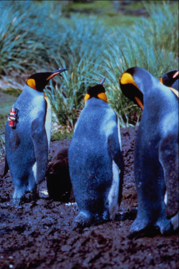 541027 King Penguin A4 Photo Print