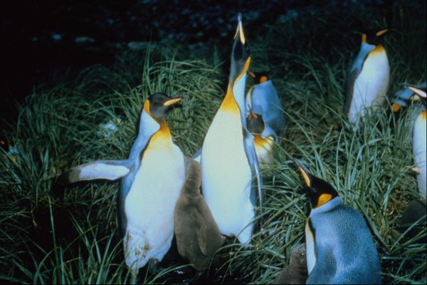 541028 King Penguin A4 Photo Print