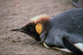 541029 King Penguin A4 Photo Print