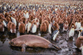 541030 Elephant Seals And King Penguin A4 Photo Print