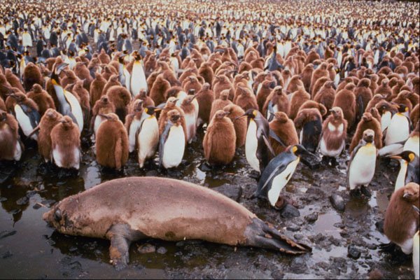 541030 Elephant Seals And King Penguin A4 Photo Print