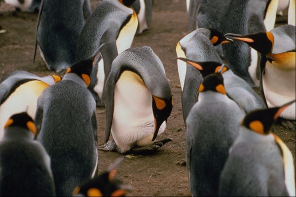 541031 King Penguin A4 Photo Print