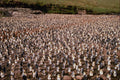 541032 King Penguin Rookery A4 Photo Print