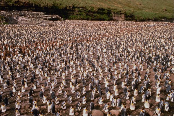 541032 King Penguin Rookery A4 Photo Print