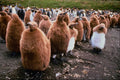541033 King Penguin And Chicks A4 Photo Print