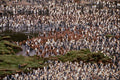 541034 King Penguin And Chicks A4 Photo Print