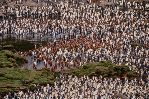 541034 King Penguin And Chicks A4 Photo Print