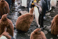541035 King Penguin Feeding A Chick A4 Photo Print